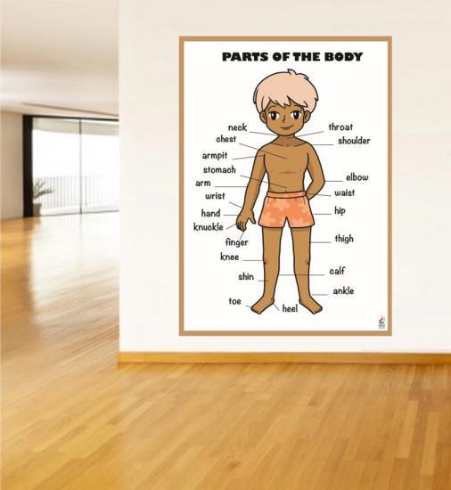 Body Poster - Vücudun Bölümleri Posteri
